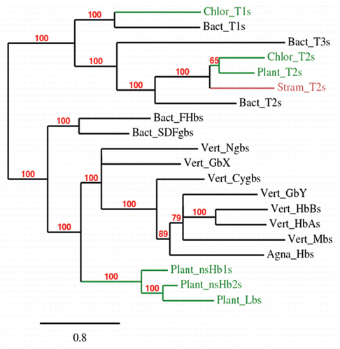 Figure 1 Bayesian phylogenetic tree (Mr. Bayes 3.1.2; WAG model; 1 × 105 generations; burnin 500) based on a MUSCLE alignment of 3 concatenated sequences representing plant, Chlorophyte and Stramenopile 3/3 and 2/2 globins with 3/3 vertebrate globins and representatives of bacterial F and T families. Branch support values are bayesian posterior probabilities. FHbs, flavohemoglobins; SDFgbs, single domain F globins; Agna, Agnathan; Cygb, cytoglobin; Ngb, neuroglobin.