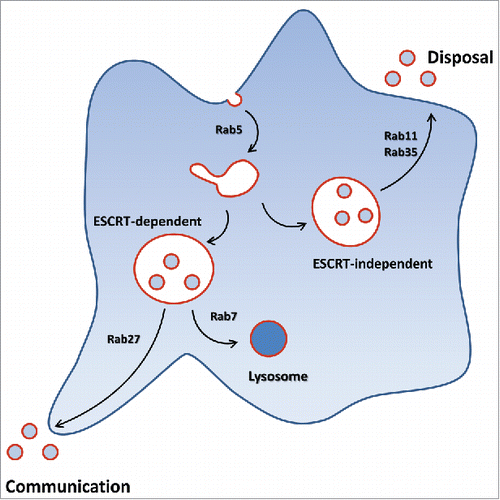Figure 3. Provocative and simplistic scheme of Rab-dependence of exosome release considered from the secreting cell trafficking point of view. Of course, once secreted through any routes, exosomes could exhibit all kind of functional effects.