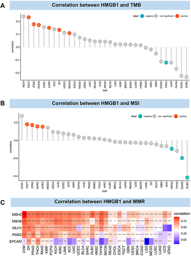 Figure 6 Correlation between HMGB1 expression and tumor mutation. (A) Correlation between HMGB1 expression and tumor mutation burden. (B) Correlation between HMGB1 expression and microsatellite instability. (C) Correlation between HMGB1 expression and mismatch repair. P > 0.05, < 0.05, < 0.01, < 0.001, and < 0.0001 were presented as “ns”, “*”, “**”, “***”, “****”, respectively.