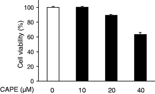 Figure 2. The effect of CAPE on viability in HMC-1 cells. HMC-1 cell (2 × 104 cells) viability was evaluated using the CCK-8 assay at 24 h following treatment with various concentrations of CAPE (10, 20, and 40 µM). The data are represented as % of the untreated control. All the data are shown as the mean ± SD from at least three independent experiments performed in triplicate.
