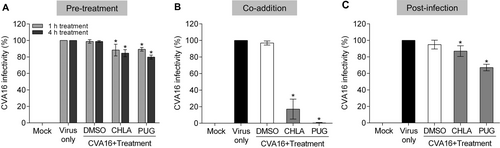 Fig. 2 Time-of-drug-addition effect of CHLA and PUG against CVA16 infectivity.RD cells were treated with CHLA (20 µM) or PUG (25 µM) at different times of CVA16 inoculation (50 PFU/well). a For the pretreatment, cells were incubated with the test compounds for 1 or 4 h and then were washed before CVA16 infection. b For coaddition assays, cells were administered with drugs and virus simultaneously for 1 h and were subsequently washed. c In the postinfection experiment, cells were infected with CVA16 for 1 h, washed, and treated with the test compounds. For all of the above experiments, a DMSO (0.25%) treatment was included as negative control for each condition, and viral plaques were stained and counted after 72 h of incubation. The data shown are the means ± SD from three independent experiments. *p < 0.05 compared to the respective ‘virus only’ group