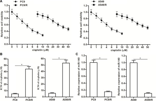 Figure 1 Downregulation of miR-140 in PC9/R and A549/R. (A) CCK-8 assay was used to test the sensitivity of PC9, PC9/R, A549 and A549/R cells to different concentrations of cisplatin (0~50 μM). (B) IC50 of cisplatin to PC9, PC9/R, A549 and A549/R cells. (C) QRT-PCR analysis was used to evaluate the different of miR-140 expression between routine NSCLC cells and cisplatin-resistant NSCLC cells. *P<0.05.