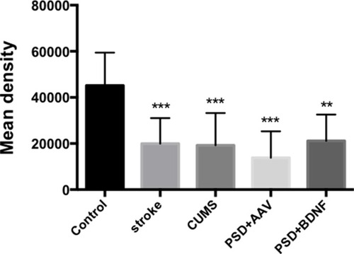 Figure 14 BDNF protein expression levels in the hippocampus 10 days after BDNF-HA2TAT/AAV nasal administration (immunohistochemistry). Error bars represent one standard error of the mean. All data from animal groups: Control (n=8), Stroke (n=7), CUMS (n=8), PSD+AAV (n=7), PSD+BDNF (n=7). Other groups compared with control group: **P<0.01, ***P<0.001.