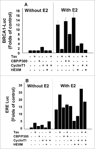 Figure 2. Effect of CBP/p300 and cyclin T1 on E2- ERα transcriptional activities with or without Tax. MCF-7 were co-transfected with either a plasmid expessing BRCA1-Luc (A) or ERE-Luc (B) alone or with the indicated combinations of w.t.Tax, CBP/ p300, cyclineT1, HEXIMI expressing plasmids without (left lane) or with (right lane) E2 treatment. The E2 was added to the cultures 5 hr before harvesting the cells for analyzing the reporter expression. The presented results are an average of 3 repeated experiments ± SE.