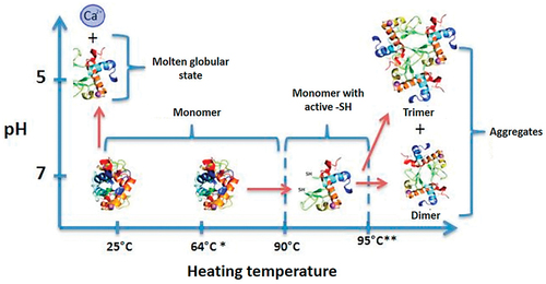 Figure 1. Influence of pH and temperature on the structure of a-lactalbumin.[Citation31]; *, denaturation temperature; **, aggregation temperature.