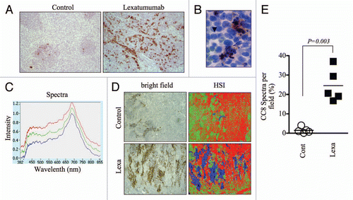 Figure 2 Hyperspectral quantification of cleaved caspase-8 immunostaining to assess preclinical response to lexatumumab. (A) Mice bearing HCT15 human colon cancer xenografted tumors were treated with lexatumumab (10mg/kg, i.v.) for 24 h. Tumors were then processed and stained for cleaved caspase-8 (CC8). Representative 10X images are shown. (B) A high magnification (80X) image from a lexatumumab-treated tumor is shown to emphasize the co-localization of CC8 staining and morphological markers of apoptosis, such as nuclear condensation and fragmentation. The arrow denotes a CC8-positive cell with pycnotic nucleus and the arrowhead points to a non-apoptotic, CC8-negative cell with a healthy, intact nucleus. (C) CC8-stained tumor sections from lexatumumab-treated mice were analyzed using the PARISS hyperspectral imager. The spectral library derived from a 2.5X-magnified field is shown. (D) HCT15 tumors from control and lexatumumab-treated mice were pseudocolored using the spectral library in (C). White light (bright field) and corresponding hyperspectral images are shown. (E) The percentage of blue spectra (CC8-positive regions) was quantified using the PARISS in five random, 2.5X fields. The histogram shows the distribution of the percentages derived from each scan for control and lexatumumab treatment groups. Statistical significance was calculated using a Student's t-test.