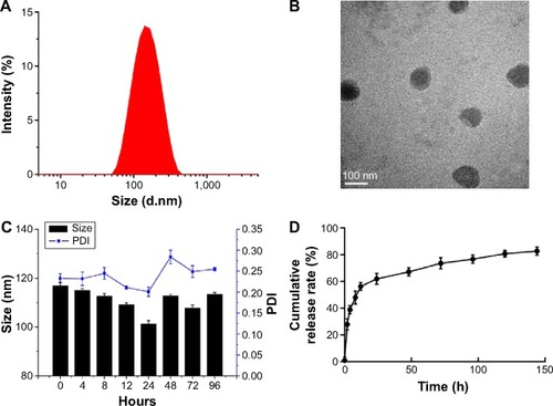 Figure 2 Preparation and characterizations of the NPs.Notes: (A) Particle size and size distribution of siRNA-loaded PEAL NPs. (B) TEM image of siRNA-loaded PEAL NPs. (C) Stability of the NPs in PBS (pH 7.4, 0.01 M). (D) Cumulative released rate of siRNA from nanoparticles. Data are represented as means ± SD, n=3.Abbreviations: PDI, polydispersity index; siRNA, small interfering RNA; PEAL NPs, mPEG-PLGA-PLL nanoparticles; mPEG-PLGA-PLL, monomethoxy polyethylene glycol–polylactic acid/glycolic acid–poly(L-lysine) triblock copolymer; TEM, transmission electron microscopy; PBS, phosphate buffer saline; h, hours.