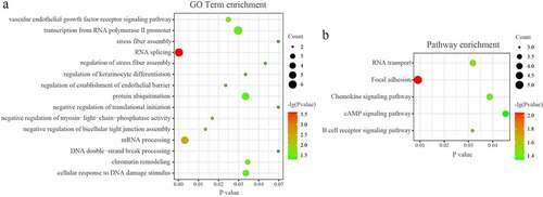 Figure 4. GO and KEGG pathway analysis of the microRNA-mRNA regulatory network in PAITA.