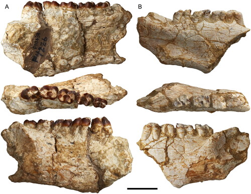 Figure 6. Mukupirna fortidentata, sp. nov., dentary specimens, depicted from top to bottom: in mesial, occlusal and lateral views. A, right dentary (paratype, NTM P10438). B, left dentary (paratype, NTM P12001). Scale bar equals 20 mm.