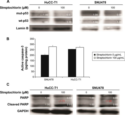 Figure 4 Various apoptotic signals of HuCC-T1 and SNU478 cells on treatment with streptochlorin.