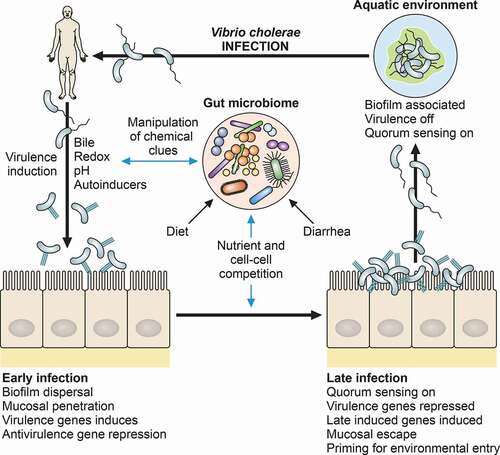 Figure 2. Interaction of the gut microbiome with environmental signaling during V. cholerae life cycle. The microbiome is shaped on an individual basis by diet, microbial exposure, and history of gut insults such as diarrhea, malnutrition, and inflammation. Commensal microbial functions influence chemical cues used by V. cholerae to time gene expression during early vs late infection states