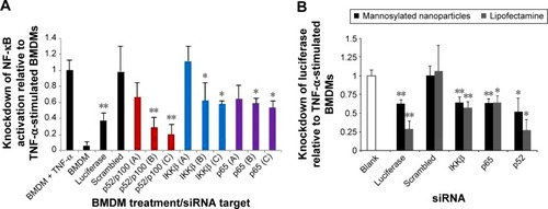 Figure 3 Lipofectamine and MnNP-delivered siRNA sequences knockdown NF-κB activation.Notes: (A) Knockdown of total NF-κB by Lipofectamine-delivered siRNA sequences as measured by luciferase assay. The first bar represents data from BMDM samples stimulated with TNF-α without siRNA transfection and was used as a baseline for comparison. The bar labeled “BMDM” represents negative control BMDM samples that did not receive either TNF-α stimulation or siRNA transfection. All siRNA-transfected BMDMs were stimulated with 10 ng/mL TNF-α for 6 hours to activate the NF-κB pathway. Three siRNA sequences for each NF-κB pathway protein were used (designated A, B, and C). Single-factor ANOVA confirms significant differences within the dataset (P<0.0001). t-Tests for significance compare the group of TNF-α-stimulated BMDMs to each group of siRNA-transfected, TNF-α-stimulated BMDMs. *P≤0.05, **P≤0.01. (B) MnNP-delivered 50 nM siRNA knockdown of total NF-κB activity is comparable to knockdown achieved by using Lipofectamine. All samples were stimulated with 10 ng/mL TNF-α following transfection. In addition to exhibiting efficacious delivery and knockdown characteristics, MnNPs are designed to be biocompatible both in vitro and in vivo. Dunnett’s tests for significance compare TNF-α-stimulated BMDMs (Blank, control) to siRNA transfected, TNF-α-stimulated BMDMs. *P≤0.05, **P≤0.01.Abbreviations: NF-κB, nuclear factor-kappaB; siRNA, small interfering RNA; BMDMs, bone marrow-derived macrophages; TNF-α, tumor necrosis factor-α; ANOVA, analysis of variance.