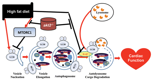 Figure 1. Schematic diagram depicting the role of AKT2 and autophagic flux in high-fat diet-induced change in autophagy and cardiac function (adapted from Xu et al., J Mol Cell Biol 2013; 5:61–3, with modifications).