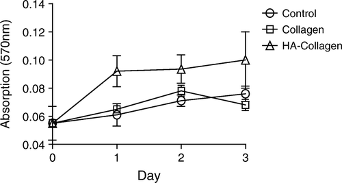 Figure 5.  Proliferation of KP-hMSCs within the pellet formed by the cells and fibrils of HA-collagen (or untreated collagen). The control group represents cells-pellet without fibrils.