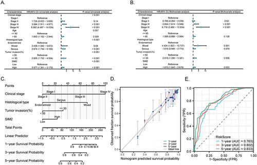 Figure 8 Prognostic value of SIM2 in UCEC. (A-B) Uni-variate (A) and multi-variate (B) Cox regression of SIM2 and other clinicopathologic parameters with OS. (C) Nomogram for forecasting survival outcomes at 1-, 3- and 5-year, utilizing parameters pertaining to SIM2. (D) The calibration curve of the prognostic nomogram. (E) Time-specific ROC evaluation of the nomogram.