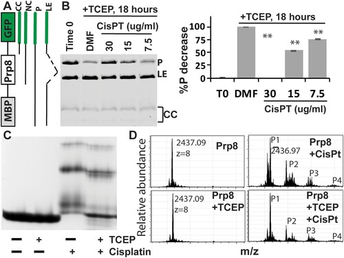 Figure 3. Cisplatin directly binds the Prp8 intein and inhibits Prp8 intein splicing. (A) MIG strategy and GFP-containing splicing products. (B) Dose-dependent inhibition of MIG-Prp8 splicing by CisPt with 100 µM TCEP. Left, SDS-PAGE analysis of each sample; right, relative percentage reduction of the MIG precursor upon treatment, compared to the starting material (T0). %P decrease is calculated as (%PT0−%PSample)/(%PT0−%PDMF)*100, where %P indicates percent of the MIG precursor at time point 0 (PT0) and/or after ∼18 h of treatment with DMF (PDMF) or cisplatin at different concentrations (PSample). N=3. **, p<.01. (C) Native-gel analysis of Prp8 (30 µM) in complex with CisPt (300 µM) in the presence or absence of 2 mM TCEP. (D) MS results of the WT Prp8 intein and its CisPt complex with/without TCEP.