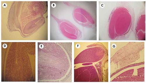 Figure 5. (a–g) Fruit structure in the cotyledonary and curved embryo stage. (a) Cotyledonary embryo in the early stages, the volume of endosperm is still high. (b–d) Curved embryo; fruit pericarp and style are obvious in (b) and (c). Shoot apical meristem (SAM) in (d) and root apical meristem (RAM) in (e) and (f) are observed. In (f), the separation of fruit pericarp from seed integument (brown structure on endosperm with 3–5 cell layers) is seen.
