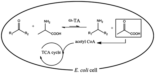 Fig. 1. Schematics of the metabolically driven amination of ketones using alanine as an amino donor.Notes: Under aerobic conditions, pyruvate enclosed in the box is directed to the TCA cycle.