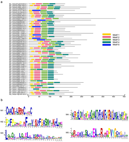 Figure 2. Conserved motifs of LBD proteins in accordance with the phylogenetic relationship.
