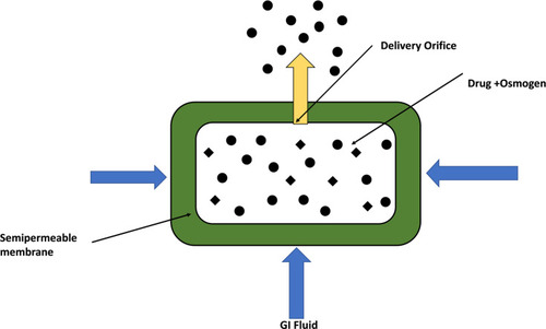 Figure 1 Elementary osmotic pump.