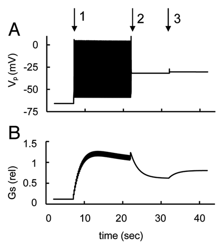 Figure 5. Simulated parameters at activation and block of KATP channels. (A) PM voltage (VP) and (B) glucagon secretion rate transient in response to the changes in KATP channel conductance at low glucose level (ATP/ADP = 2). Initially the maximal conductance of KATP channel (gmKATP, Eqn. A1) was increased from basal level up to 60 nS to simulate KATP channels activation and PM repolarization. Then gmKATP was decreased to basal level (30 nS, Table 2) at arrow 1 that leads to AP firing and an increase in relative glucagon secretion. For simulation of KATP channel block gmKATP was decreased from 30 nS to 10 nS at arrow 2 that leads to PM depolarization, AP firing suppression and decreased relative glucagon release. Then gmKATP was further decreased from 10 nS to 2 nS at arrow 3 leading to additional PM depolarization with an increased glucagon secretion as a consequence of supplementary activation of non-L type Ca2+ channels with increased PM potential. Other coefficients and initial conditions were as in Figure 3.