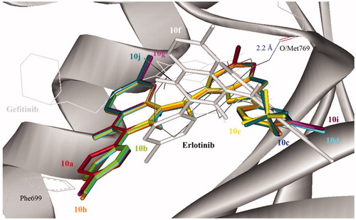 Figure 5. Docked conformation of Erlotinib (as docking control), Gefitinib and 4-aminoquinazoline–appended 2-arylbenzofurans (compound 10; stick representation) in the binding pocket of epidermal growth factor receptor (EGFR) kinase domain (surface and ribbon representation). Blue dotted line is the hydrogen bonding formed between erlotinib and EGFR. T-shape π-stacking interaction between the chlorophenyl/fluorophenyl of 10a–e and 10g–j with EGFR Phe699 was observed.