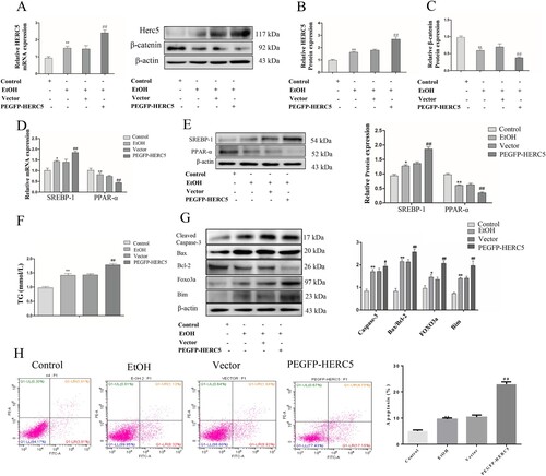 Figure 6. Overexpressed HERC5 upregulated the levels of β-catenin ISGylation in EtOH-stimulated L02 cells. (A) Results of the qRT-PCR analysis of HERC5 mRNA expression. (B-C) Results of the western blotting analyses of HERC5 and β-Catenin. (D-E) Overexpressed HERC5 aggravated lipid metabolism disorders in EtOH-stimulated L02 cells. Results of the qRT-PCR and western blotting analyses of SREBP-1 and PPAR-α. (F) The expression of TG levels in cell supernatants. (G) The apoptosis protein expression of FOXO3a, BIM, Cleaved-Caspase-3, Bax and Bcl-2 were analyzed by western blotting. (H) The levels of apoptosis were analyzed by flow cytometry. *p < 0.05, **p < 0.01 versus control group. #p < 0.05 or ##p < 0.01 versus Vector group. Data represent the mean ± SD for 3–4 independent experiments.