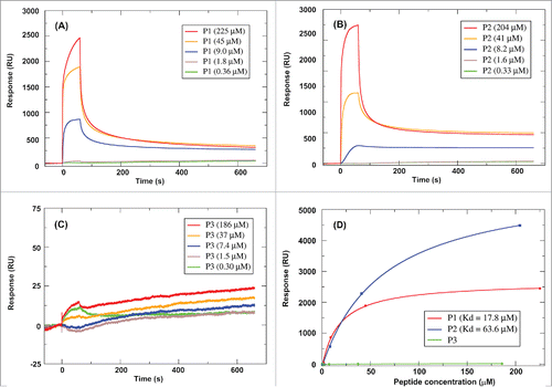 Figure 2. Interactions between P1/P2/P3 and IL-10R1 using Surface Plasmon Resonance Spectroscopy. Sensorgrams of the surface binding affinities of peptide P1 (A), P2 (B) and P3 (C) at different concentrations in relation with time, and (D) Binding affinity measurement of P1, P2 and P3 with IL-10R1.