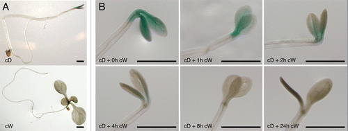 Figure 2. PHL-GUS stabilization under light and dark conditions. Ten-day-old PHLpro::PHL-GUS phl-1 plants grown under continuous white light (cW) and continuous dark (cD) (A) and 1 to 24h exposure of white light to the cD grown seedlings (B). Bar=1 mm