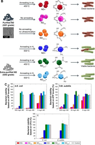 Figure 2 Bactericidal activity of NDs.Notes: (A) TEM images indicate that, at sublethal ND concentrations of 0.5 mg/L, ND- is incorporated into E. coli cells and seems to deform the cellular shape (a, b); ND+ seems mainly to bind to cellular surface structures (c, d); Similar to ND-, agglomerates of negatively charged NDpure− are also found inside the cells, but they do not alter bacterial morphology (e, f); showing similar cell shapes to the ND-free control of E. coli (g, h). (B) Grades and pretreatments of NDs: a, negatively charged ND- and NDraw/NDraw n.u. were shown to exhibit strong antibacterial properties under aqueous conditions, while ND+ caused bacterial death only at high ND concentrations; b, NDpure, independent of their charge, did not show any bactericidal effects. (C) Antibacterial activity of NDs on E. coli and B. subtilis. (a,b) Negatively charged ND- and NDraw/NDraw n.u. strongly decreased bacterial viability measured by ATP levels in 15 min, while positively charged ND+ decrease ATP levels only at the highest ND concentrations for Gram-negative E. coli (a) and Gram-positive B. subtilis (b); (c) After incubation with 500 mg/L NDs, the determination of colony-forming units for E. coli and B. subtilis led to similar trends to the measurement of ATP, indicating that ND- and NDraw/NDraw n.u. are very effective at inhibiting bacterial growth, while positively charged ND+ are less bactericidal. Reprinted with permission from Wehling J, Dringen R, Zare R, Mass M, Rezwan K. Bactericidal activity of partially oxidized nanodiamonds. ACS Nano. 2014;8(6):6475–6483. Copyright 2014 American Chemical Society.Citation111Abbreviations: B. subtilis, Bacillus subtilis; CFU, colony-forming unit; E. coli, Escherichia coli; ND, nanodiamond; TEM, transmission electron microscopy; n.u, no ultrasonication.