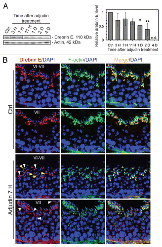 Figure 3 Apical ES disruption induced by adjudin is accompanied by a considerable reduction of drebrin E at the apical ES, but not at the BTB. (A) By immunoblotting, following adjudin treatment in adult rats (50 mg/kg b.w., one dose, by gavage) to induce premature loss of germ cells, a decline in the steady-state level of drebrin E was detected in the testis, beginning from 1 d (day) post-treatment and almost non-detectable by 4 d when virtually all elongating/elongated spermatids were depleted from the epithelium. Actin served as loading control against which the drebrin E was normalized. Histogram is shown on the right part which summarized immunoblotting data shown on the left part with each bar = mean ± SD from n = 3 rats. The steady-state level of drebrin E in control rats was arbitrarily set at 1. *p < 0.05; **p < 0.01. n.d., not detectable. (B) In the control testis, drebrin E (red fluorescence) was detected at the concave side of elongating/elongated spermatid heads in stage VI and VII tubules, but F-actin (green fluorescence) was found surrounding the entire apical ES. Cell nuclei (blue) were visualized by DAPI staining. At about 7 h (hour) post-adjudin treatment when premature loss of elongating/elongated spermatids began to occur, a lowered and also truncated protein expression of drebrin E and F-actin were detected at the apical ES in non-stage VIII tubules when examined by immunofluorescence microscopy in which the staining of drebrin E and actin appeared to be “broken” and “defragmented.” Furthermore, many elongating spermatids in adjudin-treated rats were found to be mis-oriented with their heads no longer pointing toward the basement membrane (see “white” arrowheads). In these mis-oriented elongating spermatids, drebrin E was also found to be mis-localized, which was no longer restricted to the concave side of the spermatid head; instead, it was found on the convex side of the spermatid head (see “yellow” arrowheads), perhaps binding to the Arp2/3 complex to induce protein nucleation and to cause disruption of actin filament bundles, thereby causing actin branching. The net result of these changes induces “premature” apical ES disruption, thereby leading to germ cell depletion from the seminiferous epithelium. While the level of expression of drebrin E and F-actin at the basal ES at the BTB in stage VI and VII tubules by 7 h after adjudin treatment remained relatively similar to control (normal) rats, the drebrin E level was found to be enhanced considerably in stage VII in adjudin treated rats vs. control. Bar = 100 µm, which also applies to all other micrographs.