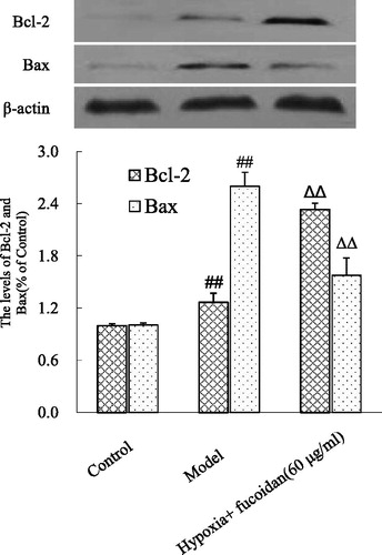 Figure 5. Effect of fucoidan on Bcl-2 and Bax levels in hypoxia-induced cardiomyocyte apoptosis. All data were shown as mean ± SD of three experiments. N = 6. ##p < 0.01 versus control and ΔΔp < 0.01 versus hypoxia alone.