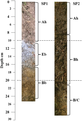 Figure 6. Paleosol (SP1) consisting of a podzol buried beneath a house foundation and active cambisol (SP2) in close proximity to the house foundation. Note that the Ah of the paleosol (SP1) has an anthropogenic origin (deposit from the house construction) and how earthworm activity has reworked the E (and B) horizon in the cambisol outside the house construction (SP2).