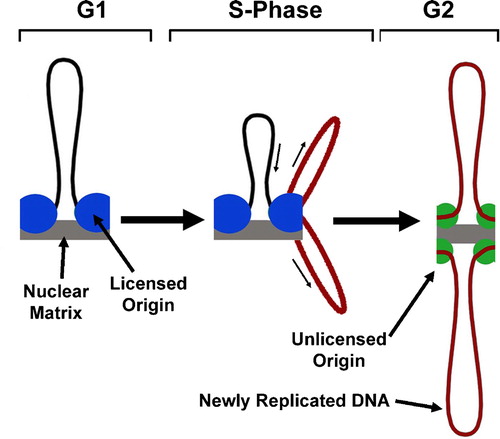 Figure 1.  DNA is Replicated at a Fixed Site. DNA origins are prepared for replication by licensing (blue circles; Figs. 2 and 3). During replication, DNA is pulled through the replication machinery, which rests at a fixed site on the nuclear matrix. Newly replicated strands of DNA emerge (red) and remain attached to the nuclear matrix at sites that are not licensed for DNA replication (green circles).