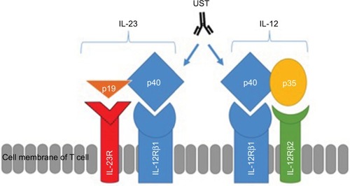 Figure 1 Structures of IL-12 and IL-23, their receptors and the site of action of UST.Notes: IL-12 is composed of both p40 and p35 subunits, while IL-23 is composed of p40 and p19 subunits. IL-12 receptor is composed of two subunits, such as IL-12Rβ1 and IL-12Rβ2. IL-23 receptor is composed of two subunits, such as IL-12Rβ1 and IL-23R.Abbreviations: IL, interleukin; IL-23R, IL-23 receptor; UST, ustekinumab.