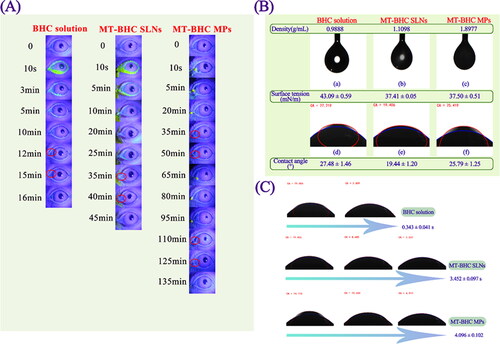 Figure 3. In vivo fluorescent tracing and physicochemical properties of BHC solution, MT-BHC SLNs, and MT-BHC MPs. A: Precorneal retention of the BHC solution, MT-BHC SLNs, and MT-BHC MPs eye drops using the fluorescence tracing method. No fluorescence was found after application of the BHC solution after 16 min, the MT-BHC SLNs after 45 min, and the MT-BHC MPs after 135 min. B: Surface tension and contact angle of the BHC solution, MT-BHC SLNs, and MT-BHC MPs eye drops. C: The spreading time of BHC solution, MT-BHC SLNs, and MT-BHC MPs eye drops on isolated rabbit cornea.