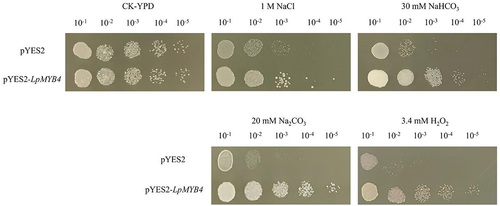 Figure 5. Resistance analysis of overexpression yeast under different abiotic stress resistance analysis of transgenic yeast under 1 M NaCl, 30 mM NaHCO3, 20 mM NaCO3 and 3.4 mM H2O2 stress growth of LpMYB4. Ten-fold dilutions of yeast cells containing pYES2 (upper line) and pYES2-LpMYB4 vector (lower line) were spotted on solid YPG media supplemented with the indicated stresses and grew at 30°C for 2 d. No treatment is a control (CK).