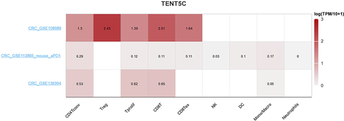 Figure 12 Single-cell analysis of TENT5C. The heatmap illustrated the expression levels of TENT5C in cells associated with the microenvironment of colon cancer.