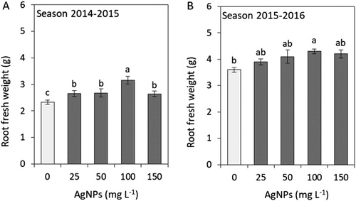 Figure 4. Impacts of silver nanoparticles’ (AgNPs) various concentrations on the root fresh weight of tulip in seasons 2014–2015 (A) and 2015–2016 (B). Vertical bars indicate the mean ± standard deviation (n = 4). A different letter above each bar indicates a significant difference between treatments at P ≤ 0.05.