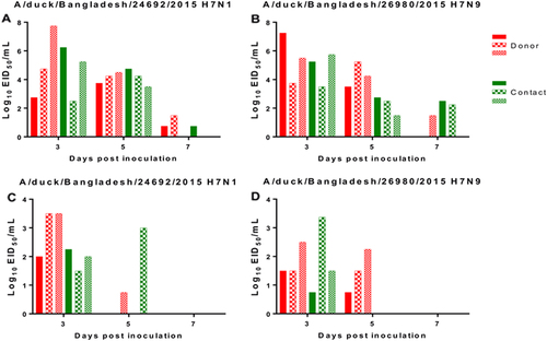 Fig. 3 Replication and transmission of H7 viruses in mallard ducks.Viral titers in cloacal (a, b) and oropharyngeal (c, d) swabs of mallard ducks infected with A/duck/Bangladesh/24692/2015 H7N1 and A/duck/Bangladesh/26980/2015 H7N9 viruses. Virus shedding of both donor and contact ducks was monitored, and swabs were collected at 3, 5, and 7 dpi and dpc. The dotted line indicates the lower limit of detection of the infectious virus. dpi days post inoculation, dpc days post contact