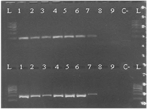 Figure 6. Kit C 100/200 bp 1—raw muscle; 2—canned whole; 3—canned ground; 4—boiled (70°C); 5—boiled (90°C); 6—smoked (25°C); 7—smoked (60°C); 8—spread; 9—pâté; C—negative control; L—ladder.