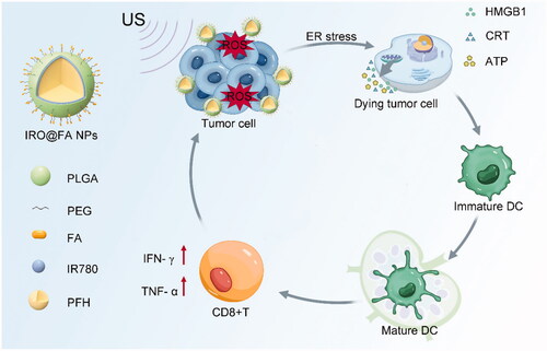 Scheme 1. The composition of IRO@FA NPs and schematic illustration of the synergistic therapy.