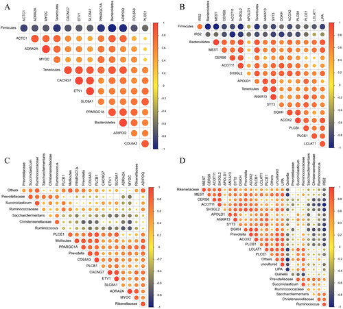 Figure 5. Analysis of correlations between differentially expressed genes in the longissimus dorsi muscle and ruminal microbes of Hu sheep. (A) Heat map for Spearman correlation analysis between 3 difference flora at the genus and muscle development related genes. (B) Heat map for Spearman correlation analysis between 3 difference flora at the genus and lipid metabolism related genes. (C) Heat map for Spearman correlation analysis between 11 difference flora at phylum level and muscle development related genes. (D) Heat map for Spearman correlation analysis between 11 difference flora at phylum level and lipid metabolism related genes. Values range from −1 (negative correlation, bluish background) to +1 (positive correlation, reddish background).