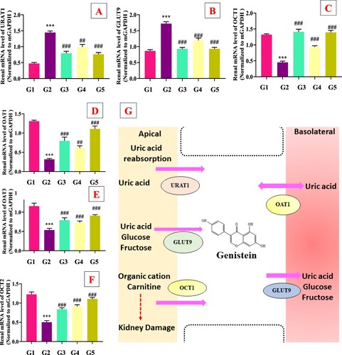 Figure 4. Effect of genistein on renal genes expression of urate transporters and underlying mechanism. (A) URAT1, (B) GLUT9, (C) OCT1, (D) OAT1, (E) OAT3, (F) OCT2, (G) potential mechanism of uric acid lowering via genistein,#G1: normal group, G2: Model control group, G3: positive control group, G4: low dose genistein treated group, G5: High dose genistein treated group, *p < .05, **p < .01, ***p < .001 compare with G1, #p < .05, ##p < .01, ###p < .001 compare with G2.