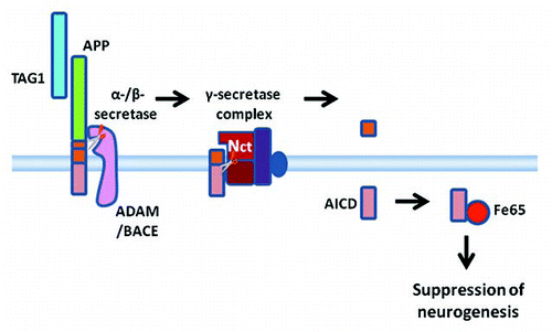Figure 3 A diagrammatic summary of a working model of TAG1-APP signaling. TAG1 is a ligand for APP. When TAG1 binds to APP this stimulates or facilitates ectodomain shedding by α- or β-secretases. Once the ectodomain has been shed, γ-secretase cleavage of the membrane bound stub can proceed. Thus, TAG1 binding leads to γ-secretase-dependent cleavage releasing ACID intracellularly. AICD interacts with the scaffolding protein, Fe65. This results in an Fe65-dependent suppression of neurogenesis.
