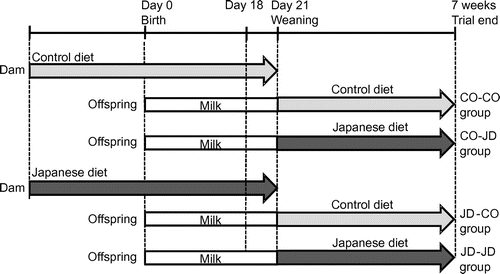 Figure 1. Study protocol. Dams were given the Control diet or the Japanese diet during pregnancy and lactation and offspring from each group was divided into two groups given the Control diet or 1975 Japanese diet after weaning at 3 weeks.