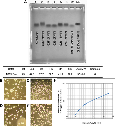Figure 2 35 kDa B-HA causes erythrocyte aggregation (rouleaux formation). (A) 35 kDa B-HA was detected by gel electrophoresis. The molecular weights of 6 different batches of B-HA were obtained from the MALLS-GPC molecular weight measurement results. (B) B-HA at a final concentration of 0.15% induced human erythrocyte aggregation (rouleaux formation). (C) Anti-human CD44 antibody (10 μg/mL) inhibited B-HA-induced human erythrocyte aggregation (rouleaux formation). (D) Nonspecific rabbit IgG antibody (10 μg/mL) did not completely inhibit B-HA-induced human erythrocyte aggregation (rouleaux formation). (E) Recombinant human hyaluronidase PH20 (1927 U/mL) inhibited B-HA-induced human erythrocyte aggregation (rouleaux formation). (F) The semilogarithmic curve for the negative correlation between the minimum percent concentration of B-HA with different molecular weights that induced human erythrocyte aggregation (rouleaux formation) and the molecular weight.