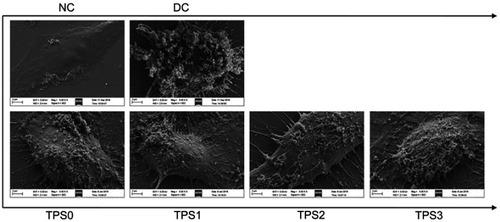 Figure 5 The adhesion of HK-2 cells to COM with a size of approximately 100 nm before and after TPS repair observed by scanning electron microscopy. Oxalate damage concentration: 2.8 mM; damage time: 3.5 h; polysaccharide concentration: 80 μg/mL; repair time: 10 h; COM concentration: 200 μg/mL; adherent time: 1 h.Abbreviations: COM, calcium oxalate monohydrate; DC, damaged control; HK-2, human kidney proximal tubular epithelial; NC, normal control; TPS, tea polysaccharide.