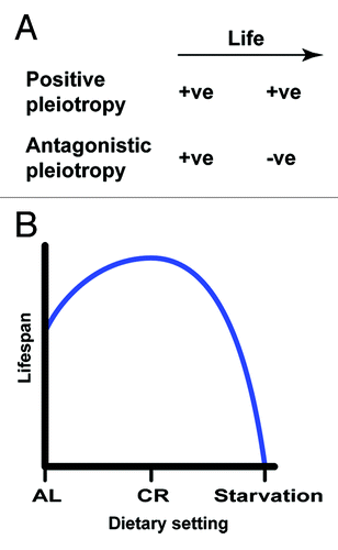 Figure 1. The evolution of aging and dietary effects on lifespan. (A) Positive and antagonistic pleiotropy theories suggest that alterations conferring advantages in early life respectively trigger beneficial and deleterious effects at the post-reproductive age. (B) Generalized relationships between diets and lifespan.