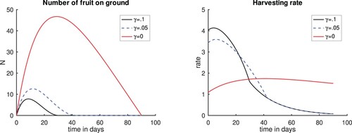 Figure 7. Plots for scenario varying the amount of fruits lost or stolen γ=0,0.05 and 0.1, and setting c=10,Nmax=100. Left panel, Number of fruits. Right panel, Harvesting rate. Time t = 0 corresponds to the time when the first fruits fall to the ground. The case c = 10 and γ=0.1 corresponds to a case when we varied the cost constant c considered in Figure 6 and is included for completeness.